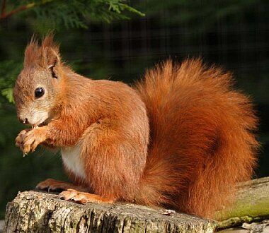 red-squirrel.jpg