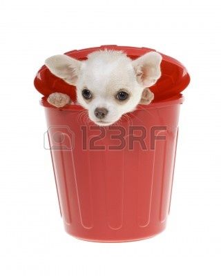 9355607-chihuahua-puppy-inside-of-a-red-plastic-garbage-can-looking-out-at-camera-isolated-on-white.jpg